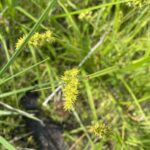 Awl-fruited Sedge (Carex stipata)