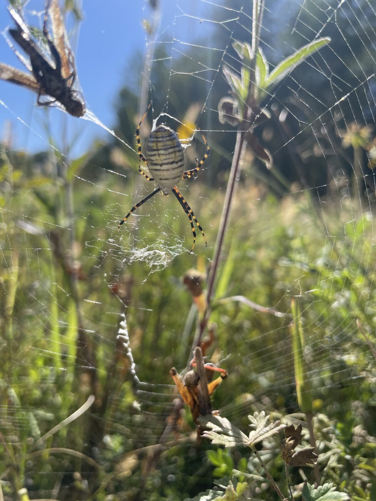 Banded Garden Spider (Argiope trifasciata)