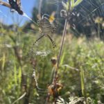 Banded Garden Spider (Argiope trifasciata)