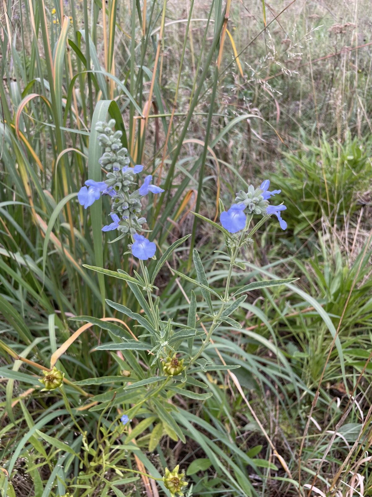 Blue Sage (Salvia azurea)