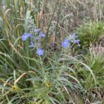 Blue Sage (Salvia azurea)