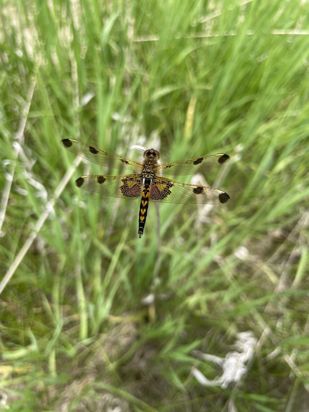 Calico Pennant (Celithemis elisa)