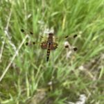 Calico Pennant (Celithemis elisa)