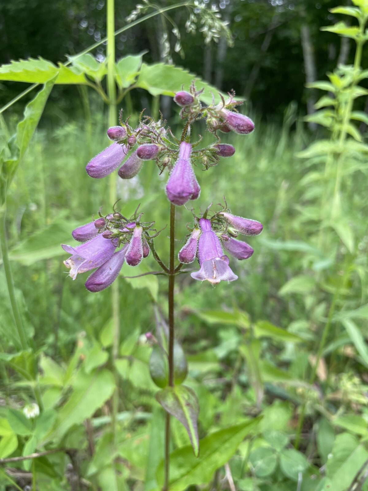 Calico Beardtongue (Penstemon calycosus)