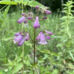 Calico Beardtongue (Penstemon calycosus)