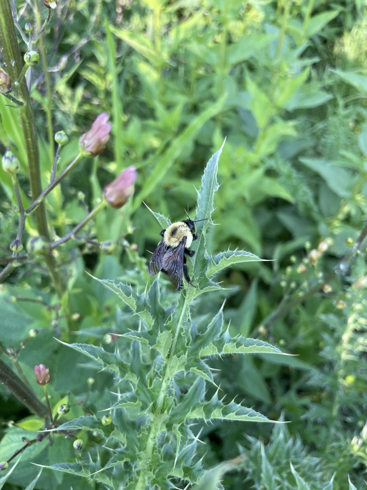 Common Eastern Bumble Bee (Bombus impatiens)