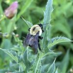 Common Eastern Bumble Bee (Bombus impatiens)