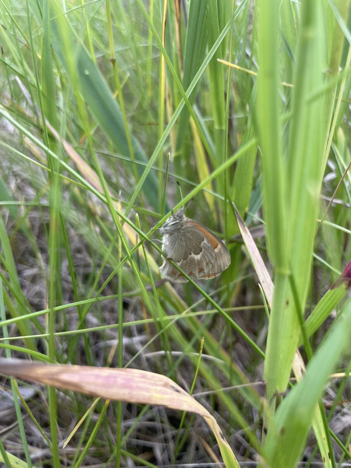 Common Ringlet (Coenanympha tullia)