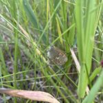 Common Ringlet (Coenanympha tullia)