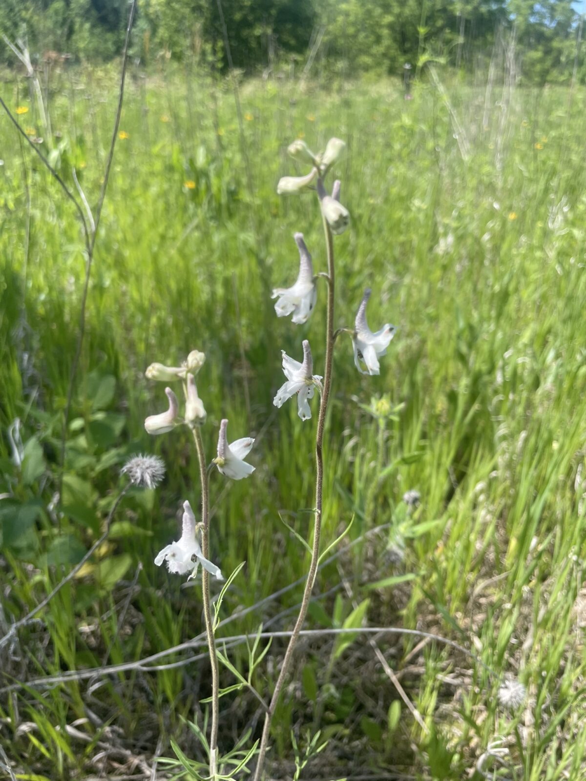 Carolina Larkspur (Delphinium carolinianum)