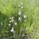 Carolina Larkspur (Delphinium carolinianum)