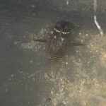 Water Tiger (Acilius mediatus)
