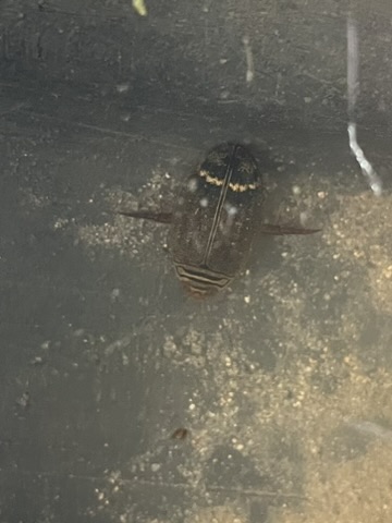 Water Tiger (Acilius mediatus)