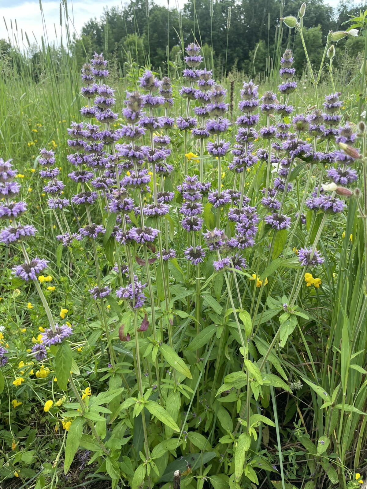 Downy Woodmint (Blephilia ciliata)