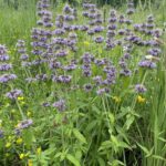 Downy Woodmint (Blephilia ciliata)
