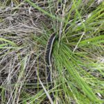 Eastern Garter Snake (Thamnophis sirtalis sirtalis)
