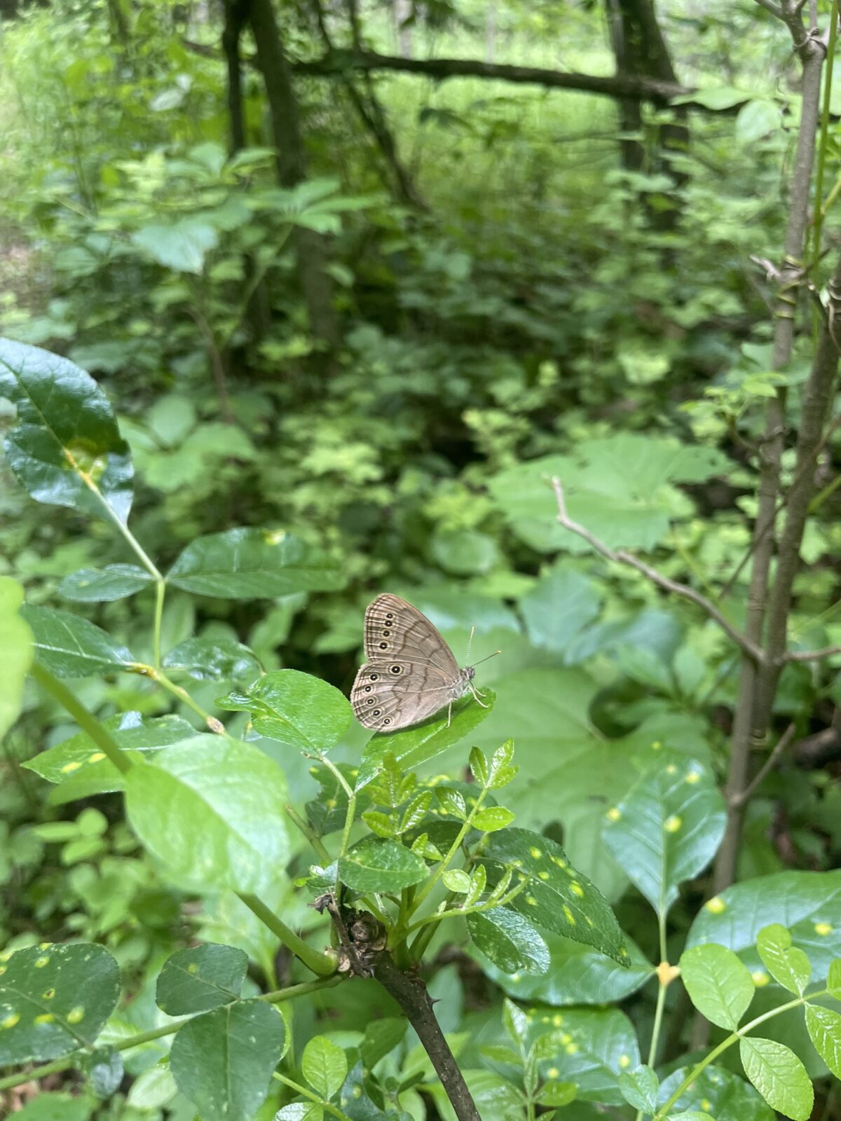 Eyed Brown (Satyrodes eurydice)
