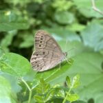 Eyed Brown (Satyrodes eurydice)