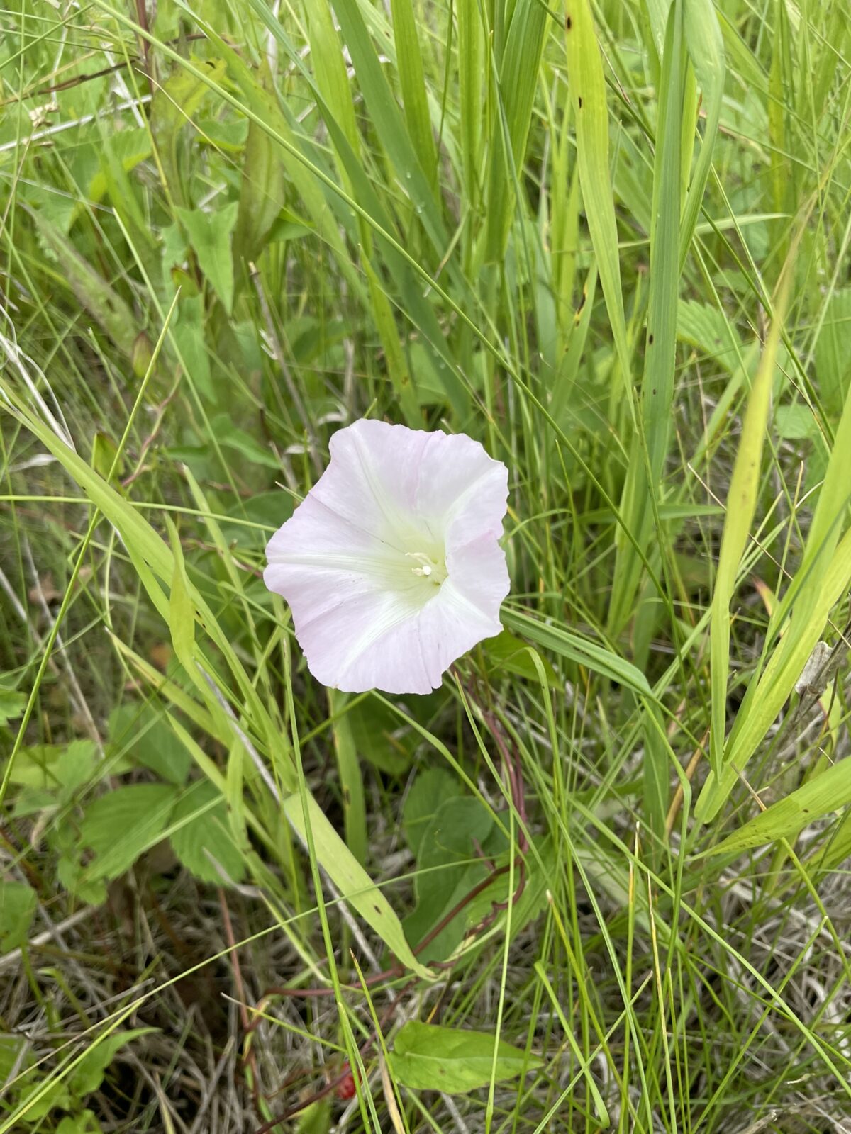 Field Bindweed (Convolvulus arvensis)