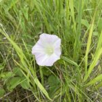 Field Bindweed (Convolvulus arvensis)