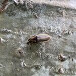 Firefly (Photuris pensylvanica)