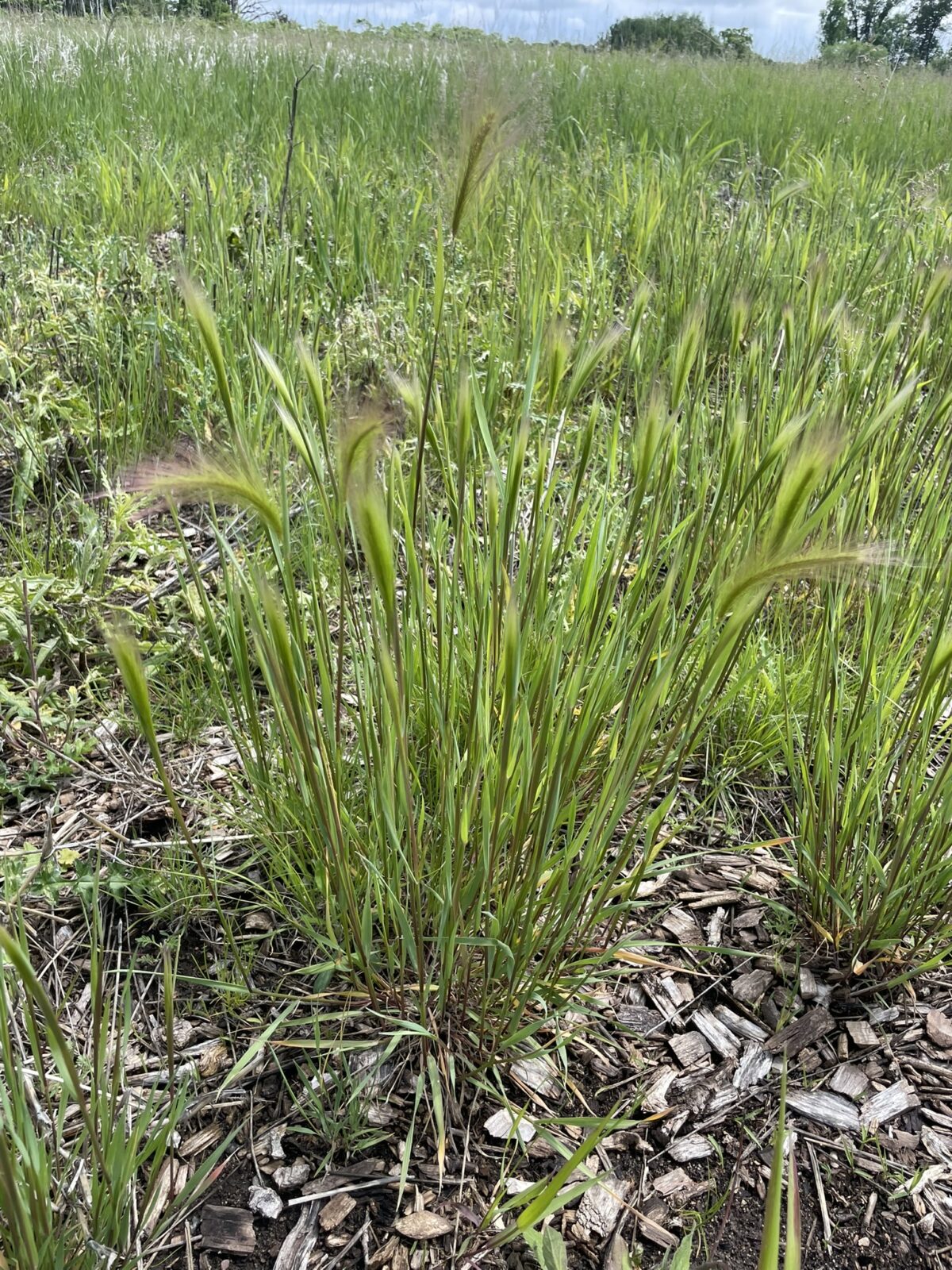 Foxtail Grass (Hordeum jubatum)