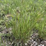 Foxtail Grass (Hordeum jubatum)