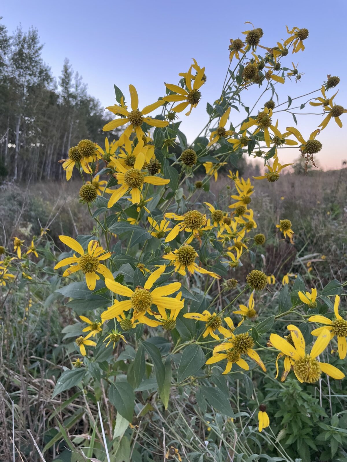 Golden Glow (Rudbeckia laciniata)