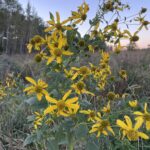 Golden Glow (Rudbeckia laciniata)