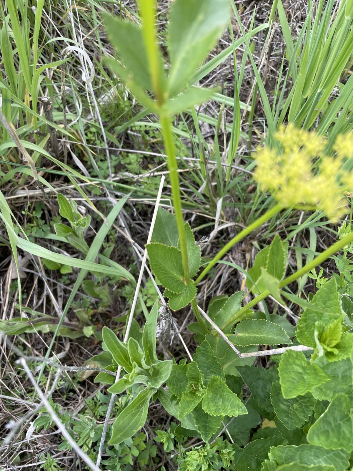 Heart-leaved Alexanders (Zizia aptera)