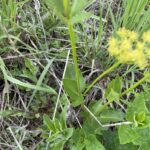 Heart-leaved Alexanders (Zizia aptera)