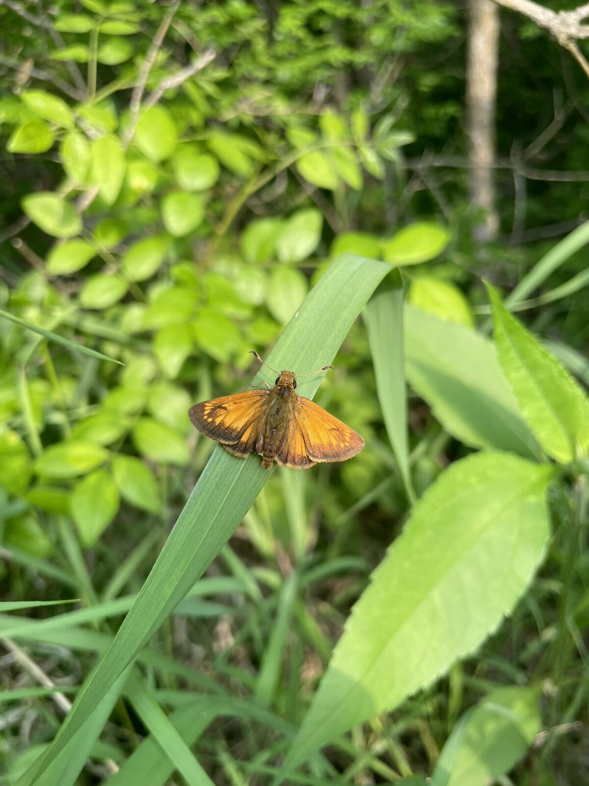 Hobomok Skipper (Poanes hobomok)
