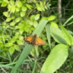 Hobomok Skipper (Poanes hobomok)