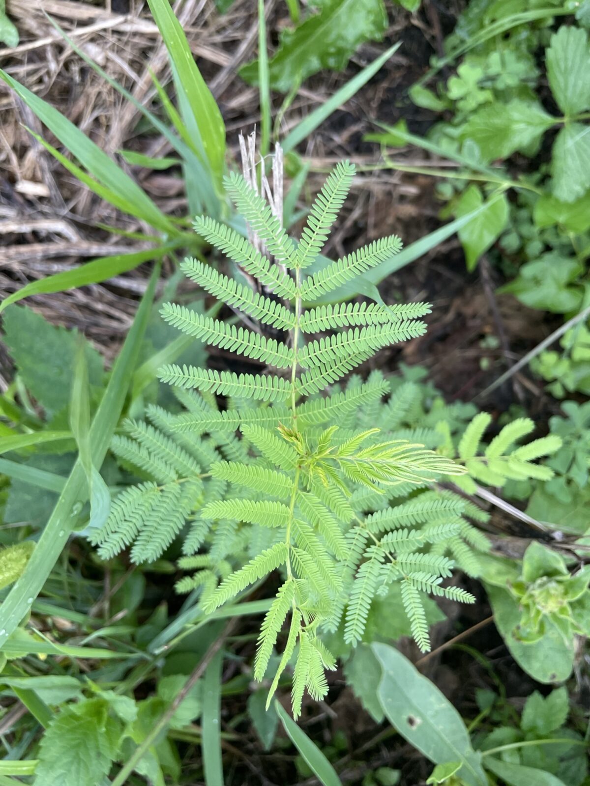 Illinois Bundle Flower (Desmanthus illinoensis)