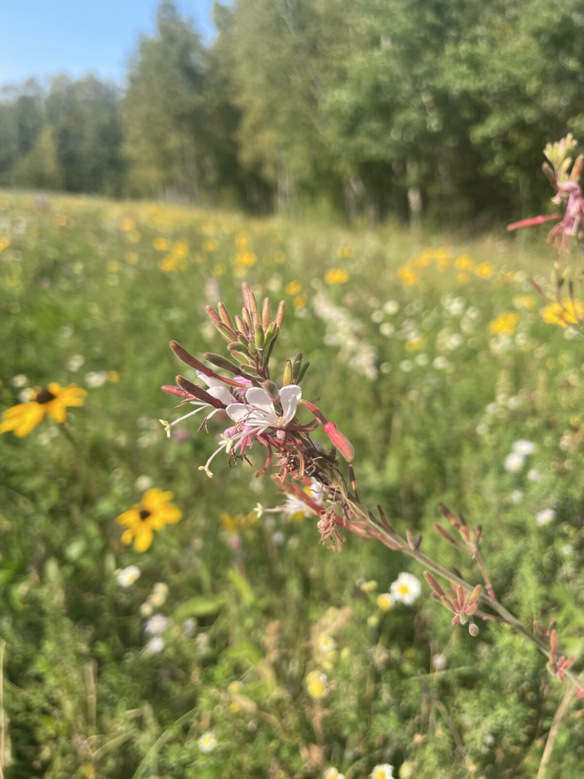 Large Flowered Gaura (Gaura longiflora)