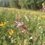 Large Flowered Gaura (Gaura longiflora)