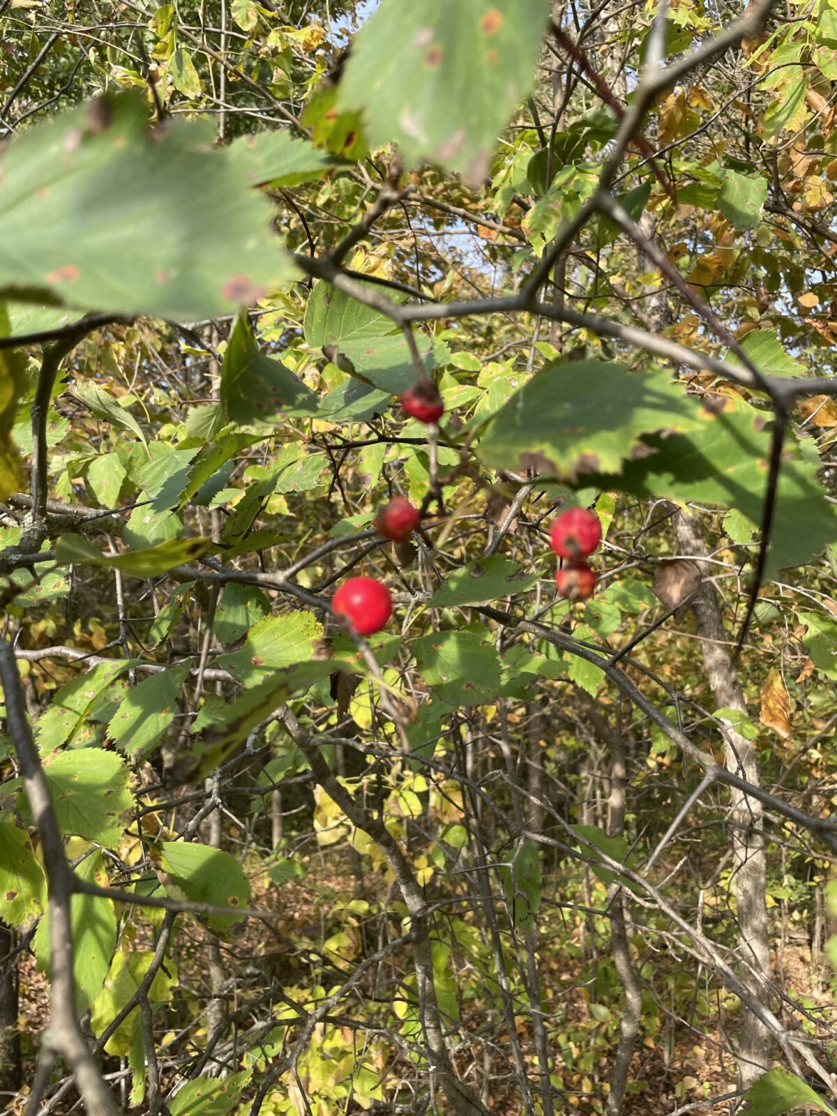 Large-Thorned Hawthorn (Crataegus macracantha)