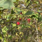 Large-Thorned Hawthorn (Crataegus macracantha)