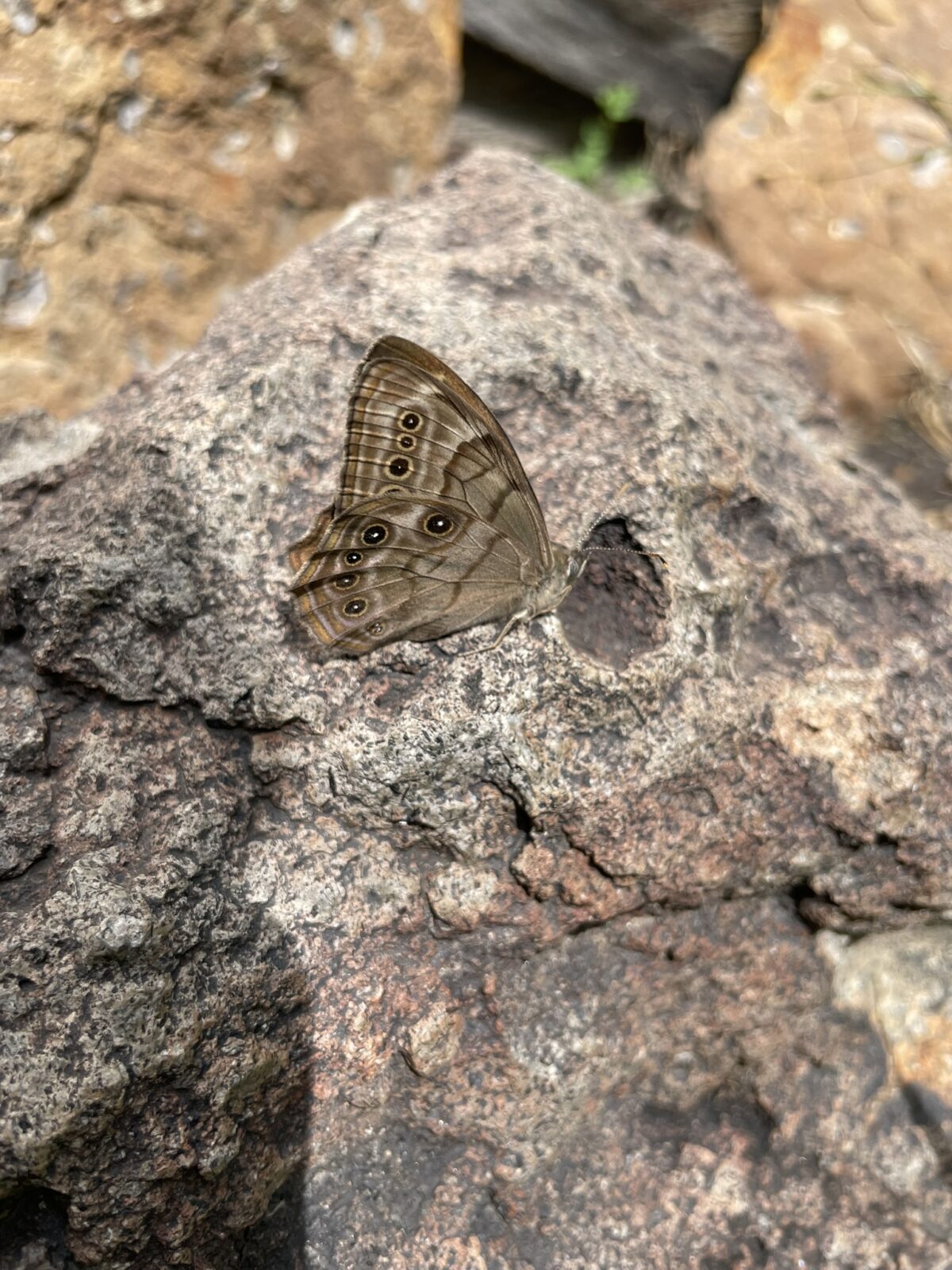 Northern Pearly-Eye (Enodia anthedon)