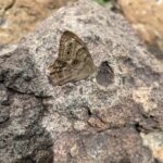 Northern Pearly-Eye (Enodia anthedon)