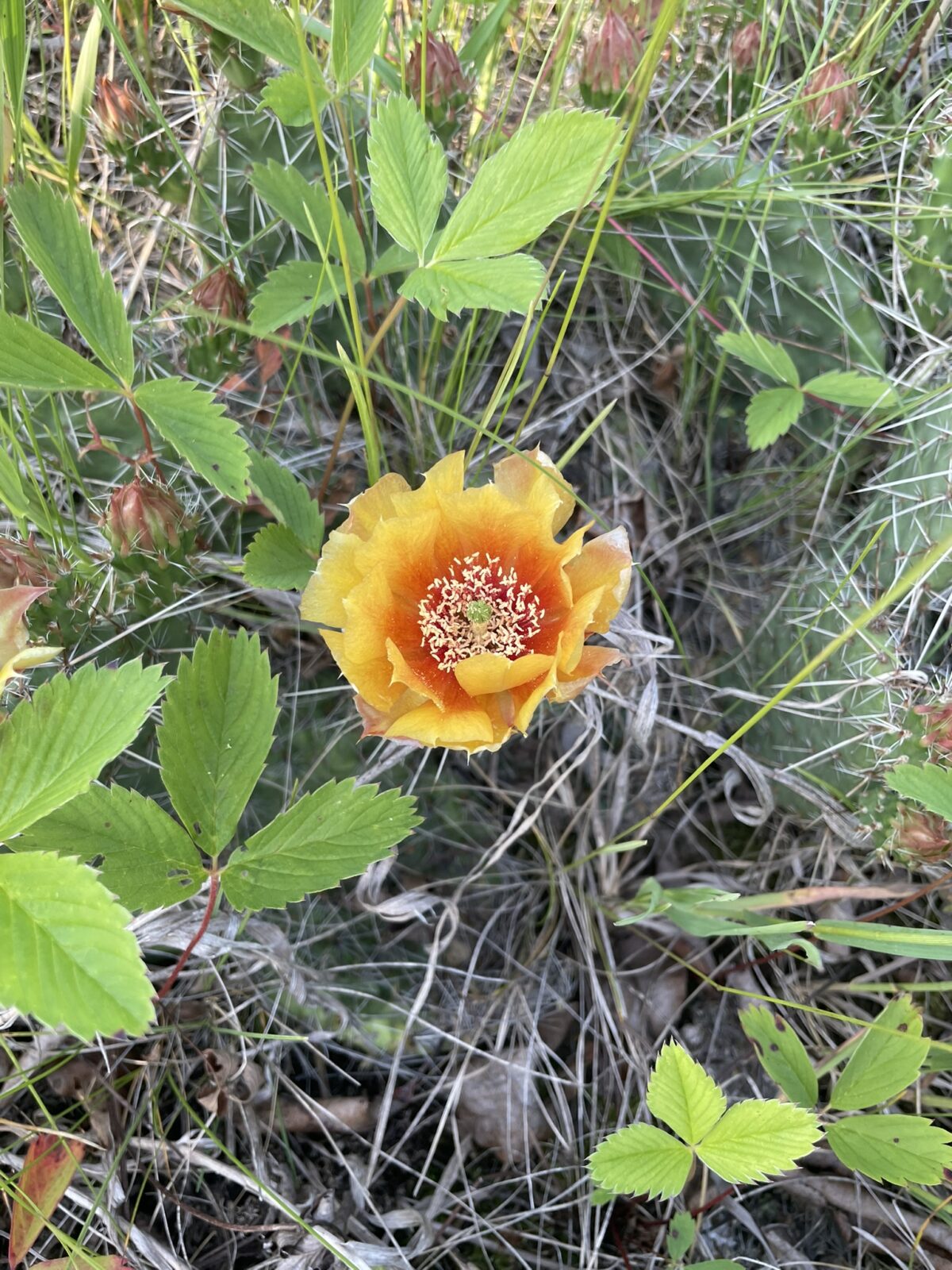 Prairie Prickly Pear (Opuntia macrorhiza)