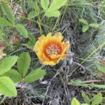 Prairie Prickly Pear (Opuntia macrorhiza)