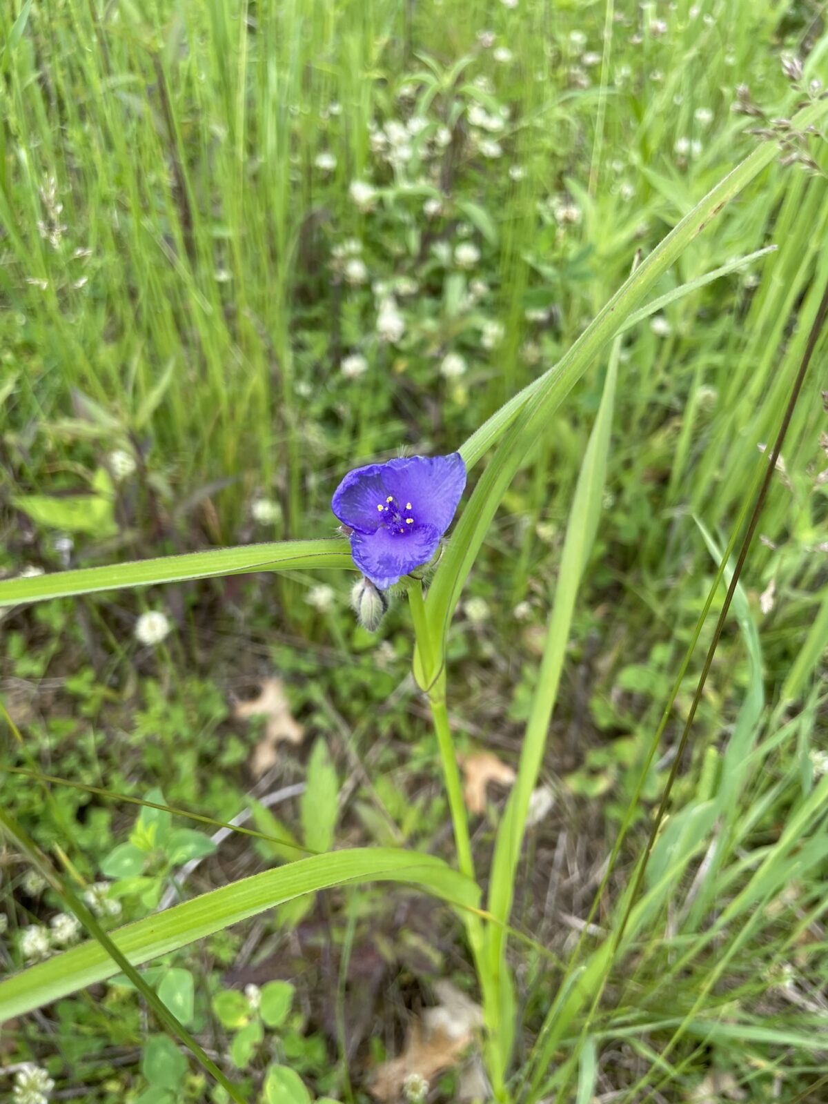 Ohio Spiderwort (Tradescantia ohiensis)