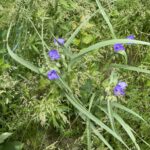 Ohio Spiderwort (Tradescantia ohiensis)