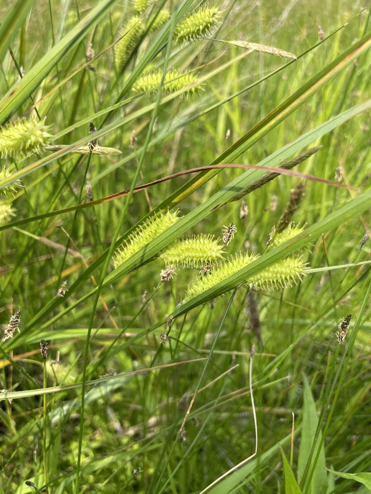 Porcupine Sedge (Carex hystericina)