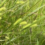 Porcupine Sedge (Carex hystericina)