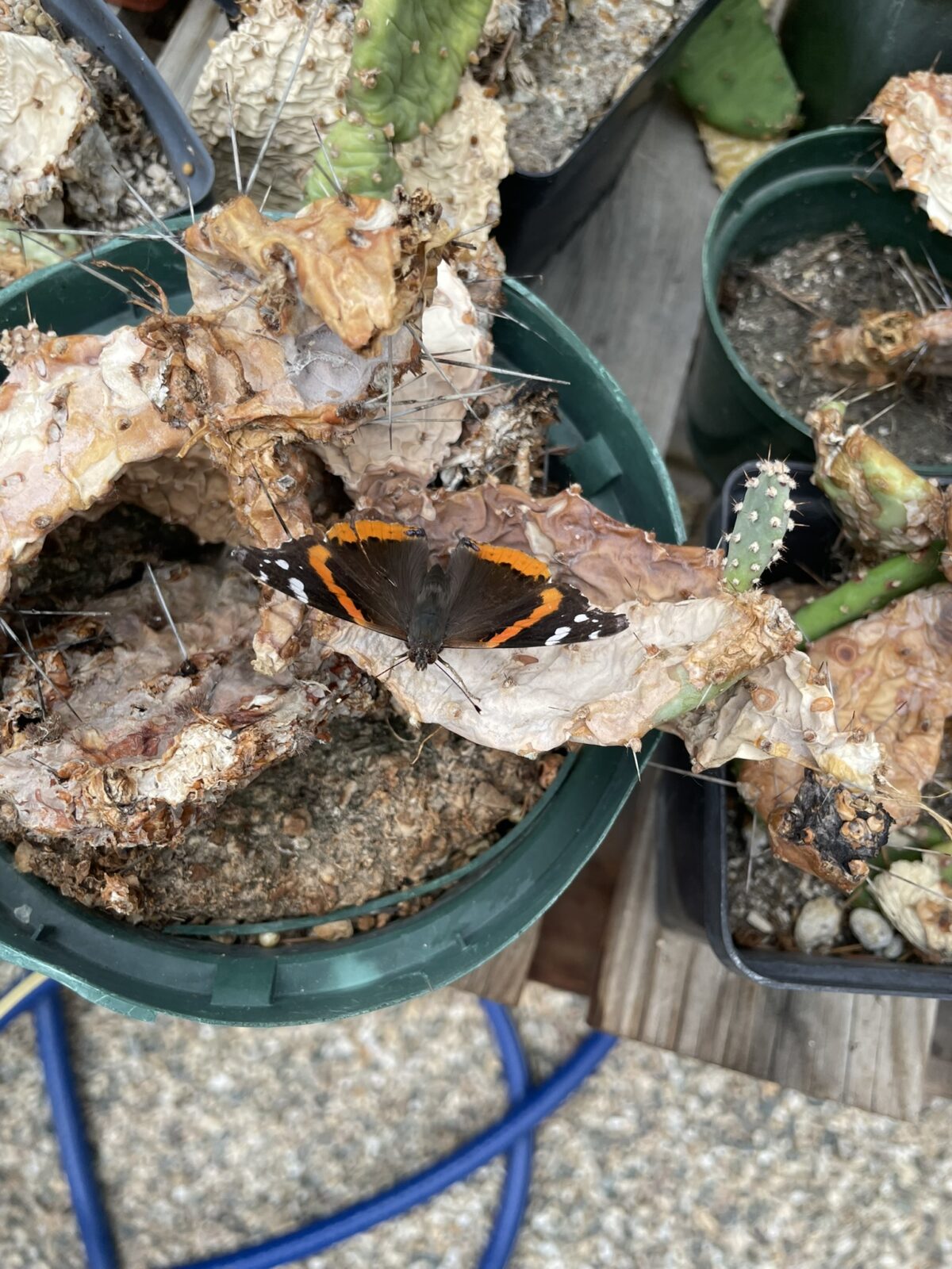 Red Admiral (Vanessa atlanta)