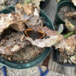 Red Admiral (Vanessa atlanta)