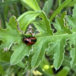 Red Turnip Beetle (Entomoscelis americana)