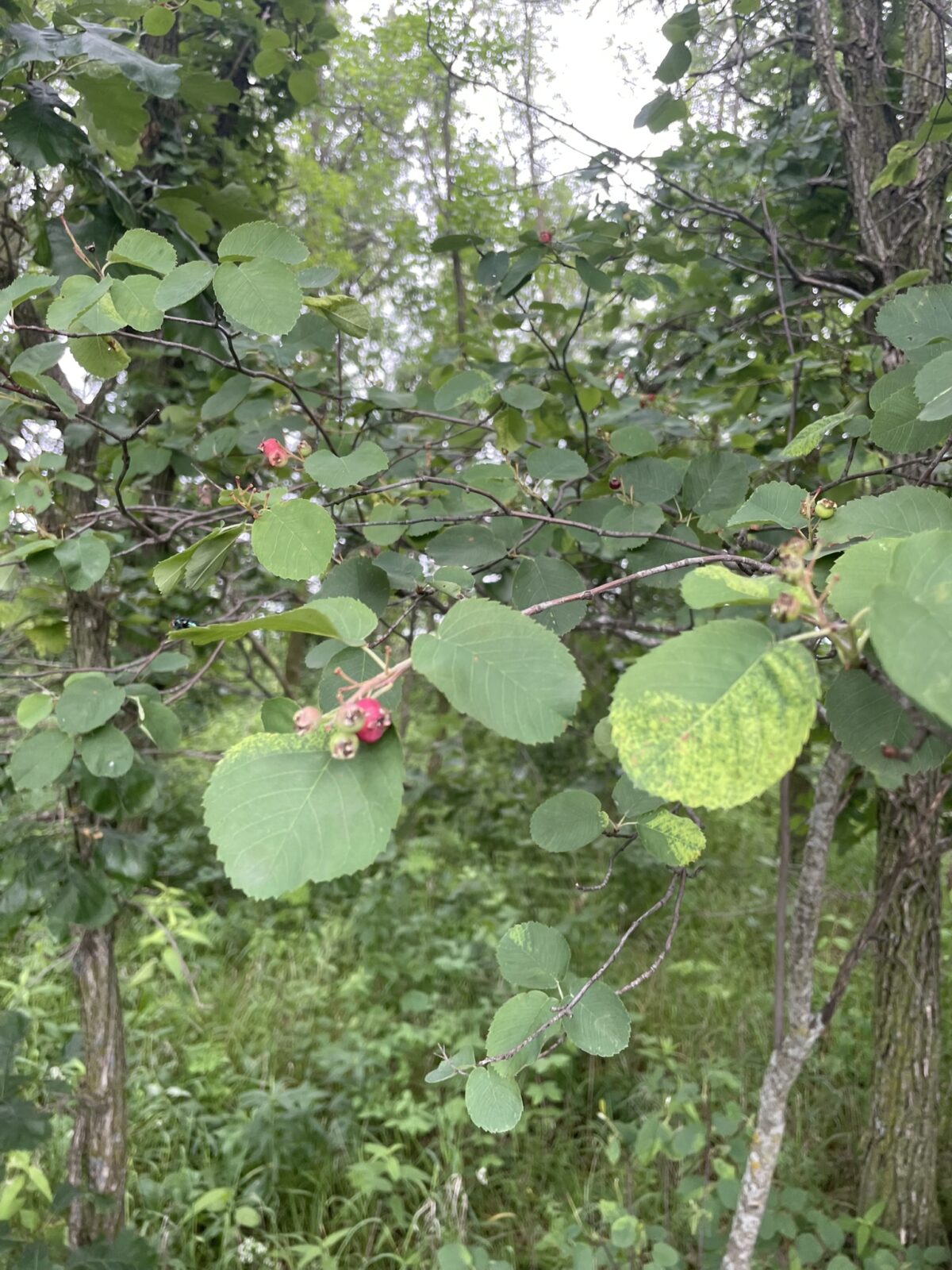 Round-Leaved Serviceberry (Amelanchier sanguinea)